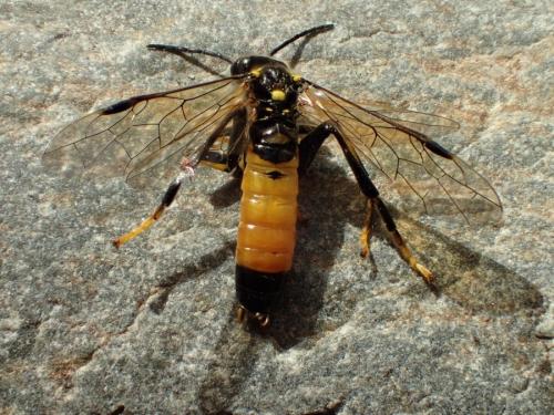 Réf. 282 532 : Tenthredo maculata maculata